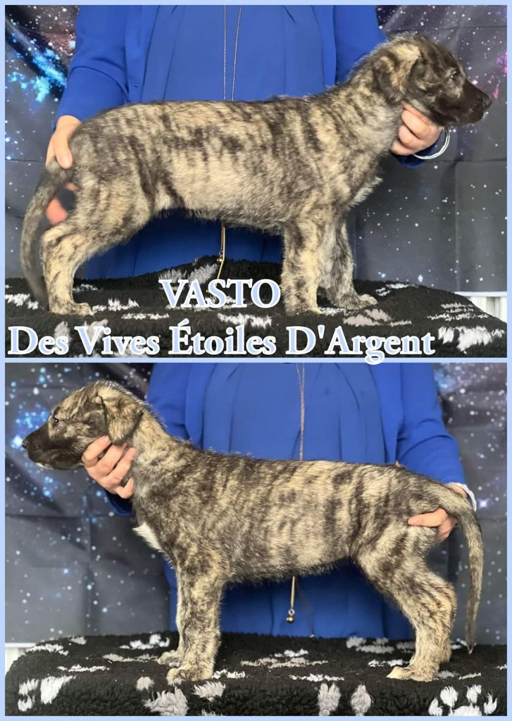 Vasto Des Vives Etoiles D’Argent