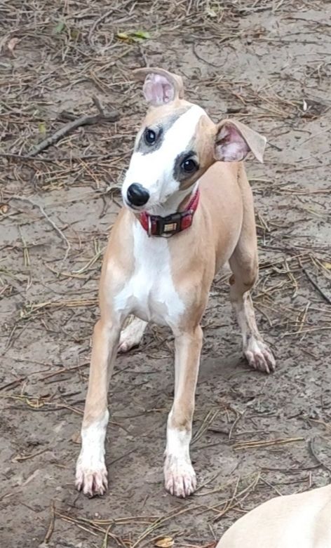 Des Vives Etoiles D’Argent - Chiot disponible  - Whippet