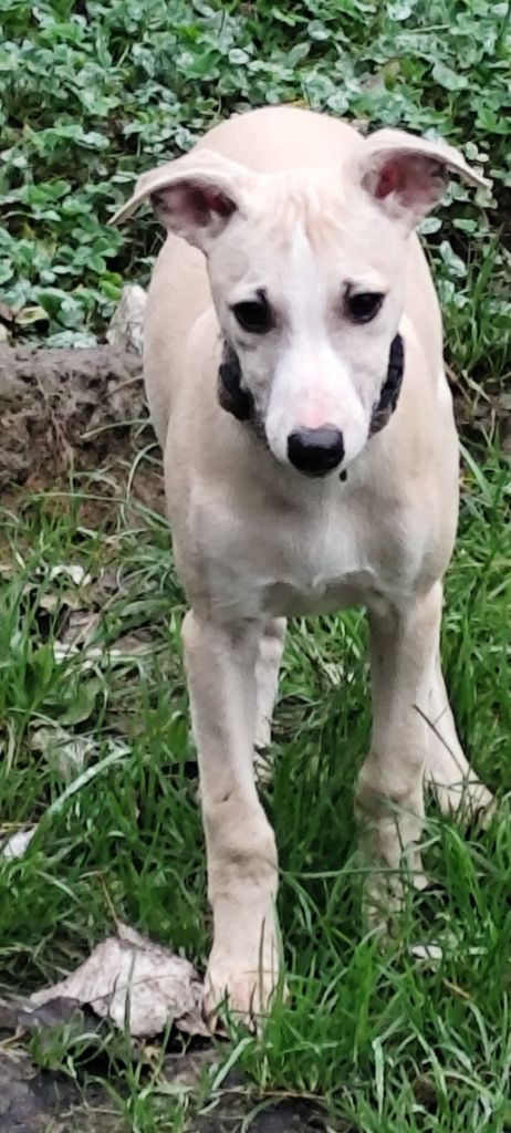 Des Vives Etoiles D’Argent - Chiot disponible  - Whippet