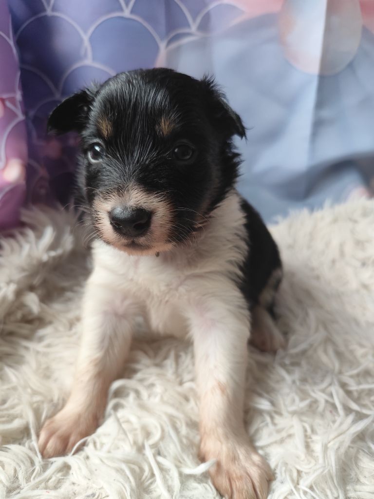 Des Vives Etoiles D’Argent - Chiot disponible  - Border Collie