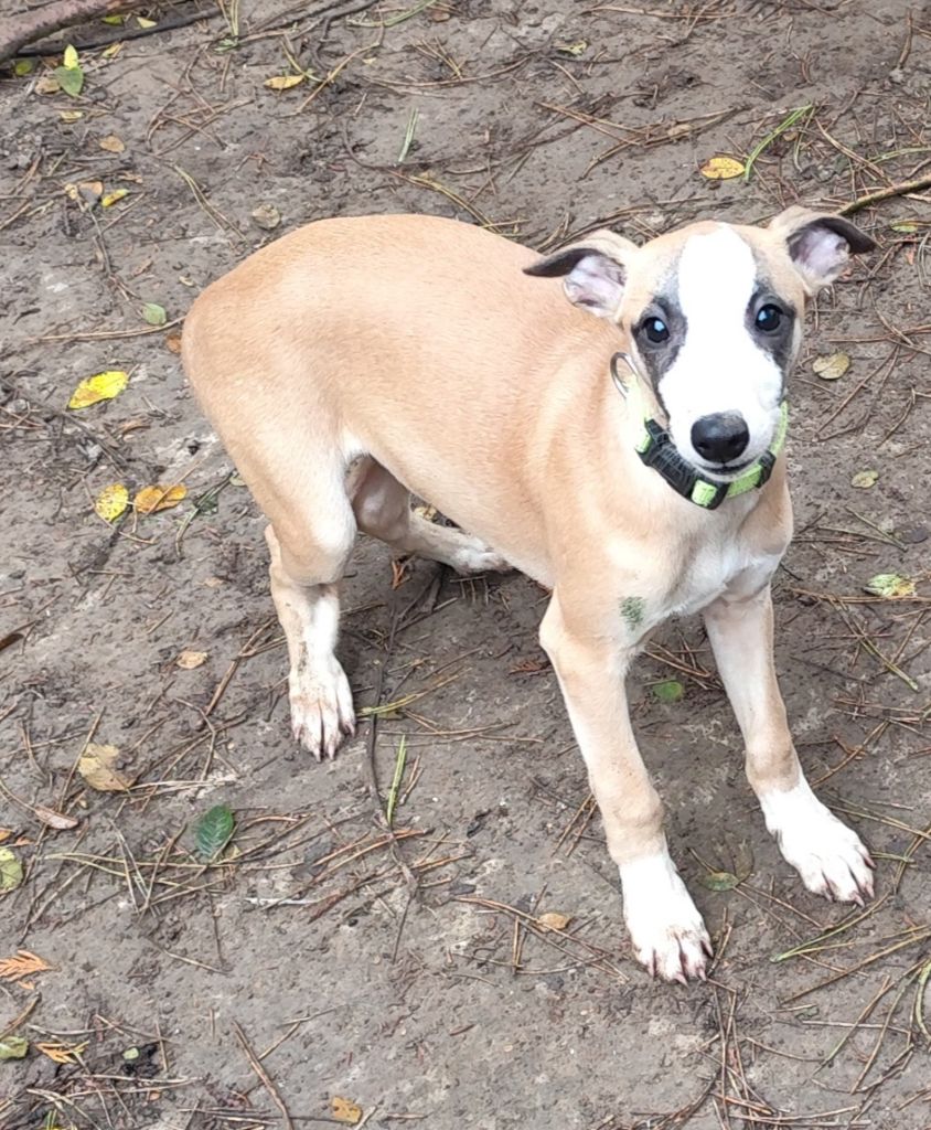 Des Vives Etoiles D’Argent - Chiot disponible  - Whippet