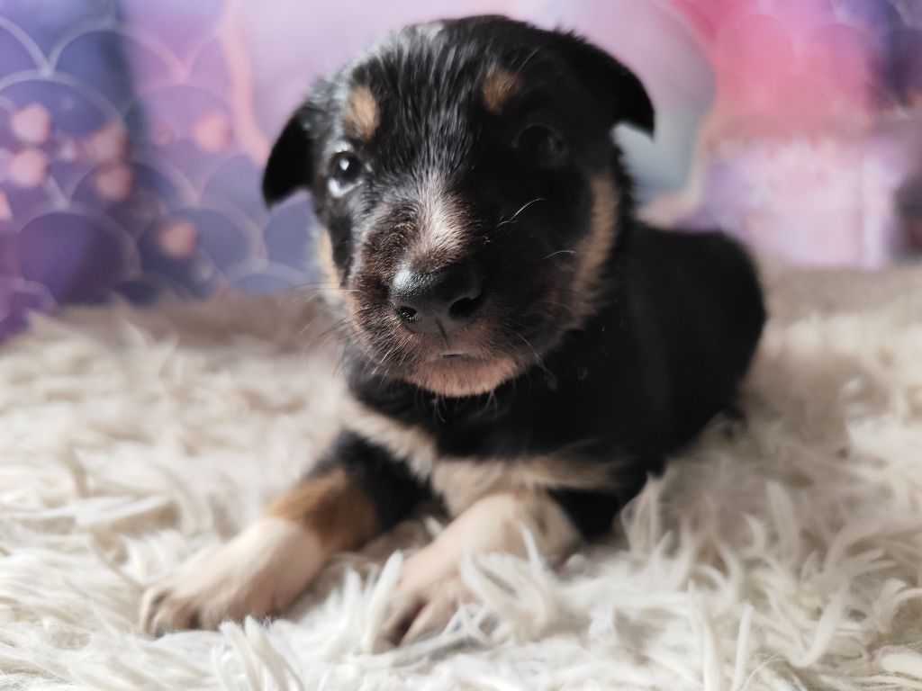 Des Vives Etoiles D’Argent - Chiot disponible  - Border Collie