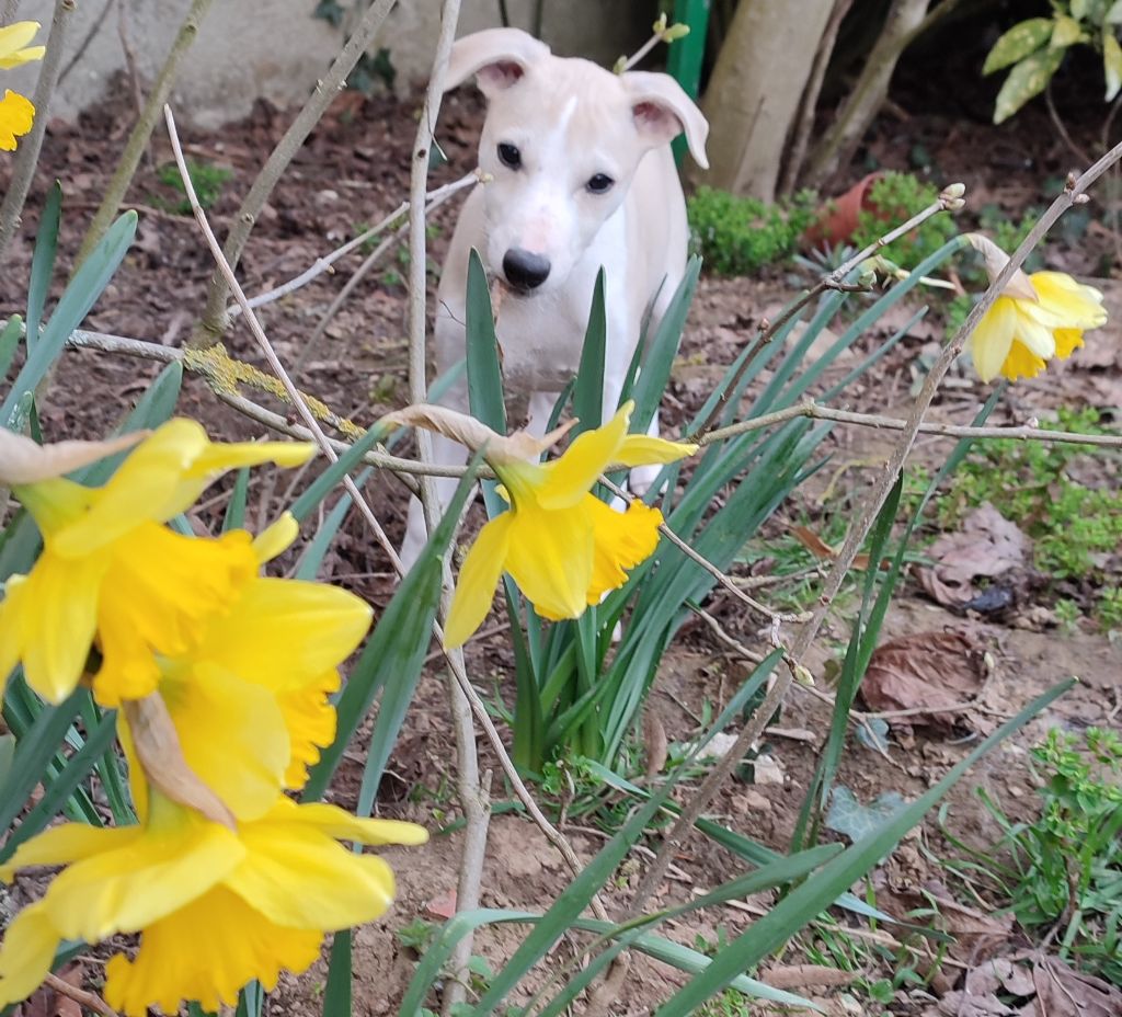 chiot Whippet Des Vives Etoiles D’Argent