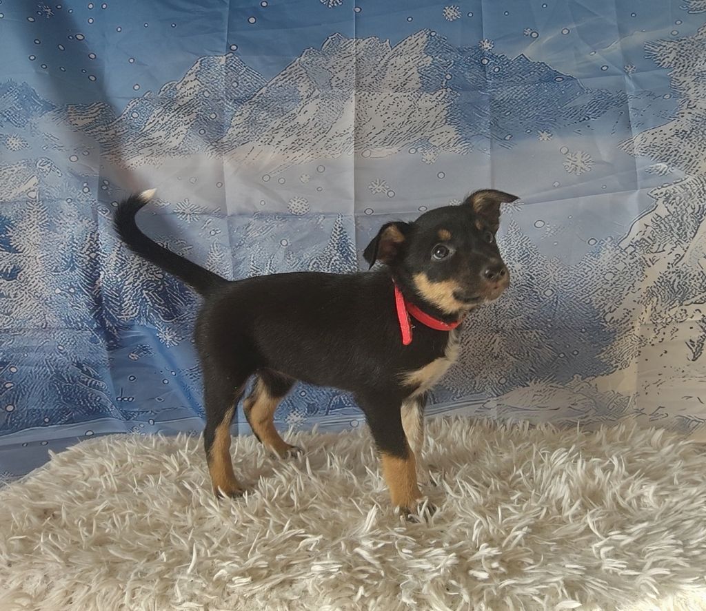 Des Vives Etoiles D’Argent - Chiot disponible  - Border Collie