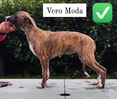 Vero Moda