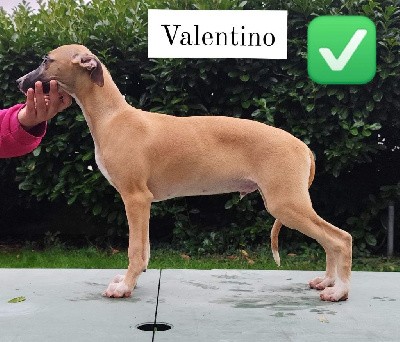 Valentino 