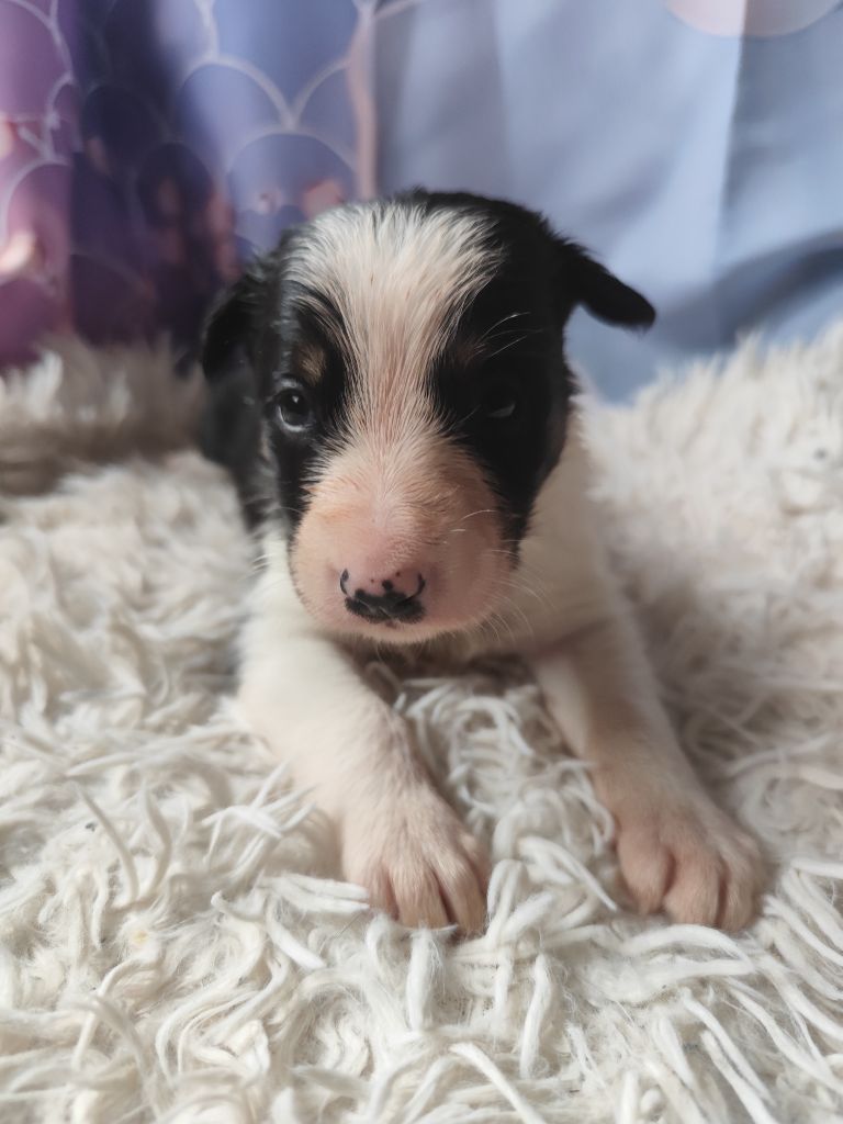 Des Vives Etoiles D’Argent - Chiot disponible  - Border Collie