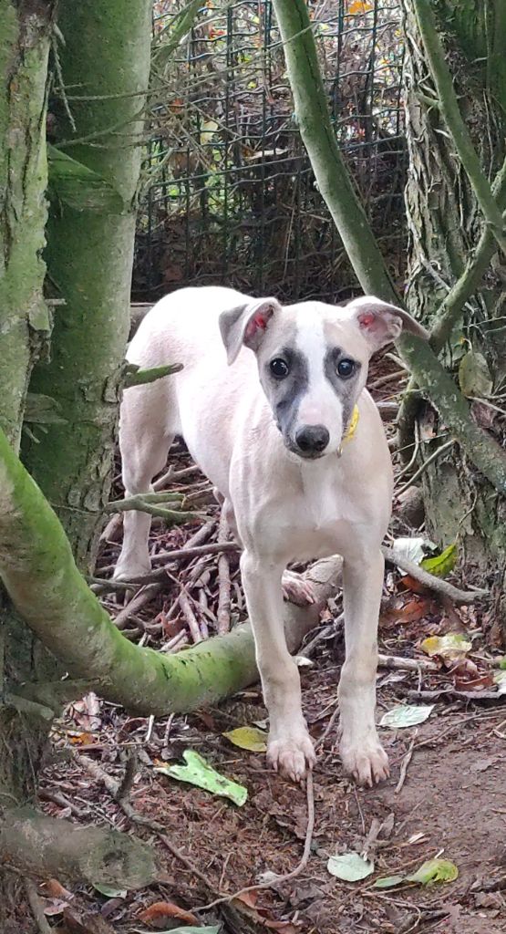 Des Vives Etoiles D’Argent - Chiot disponible  - Whippet