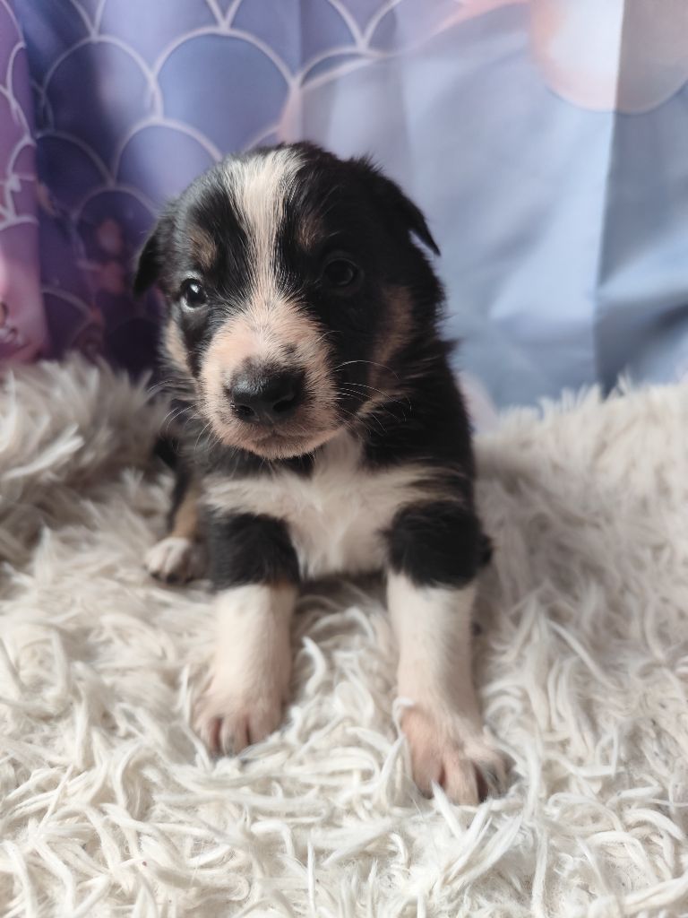 Des Vives Etoiles D’Argent - Chiot disponible  - Border Collie