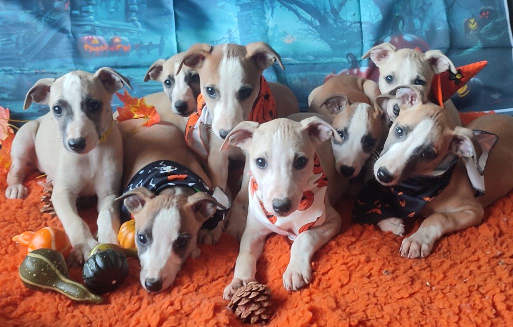 chiot Whippet Des Vives Etoiles D’Argent