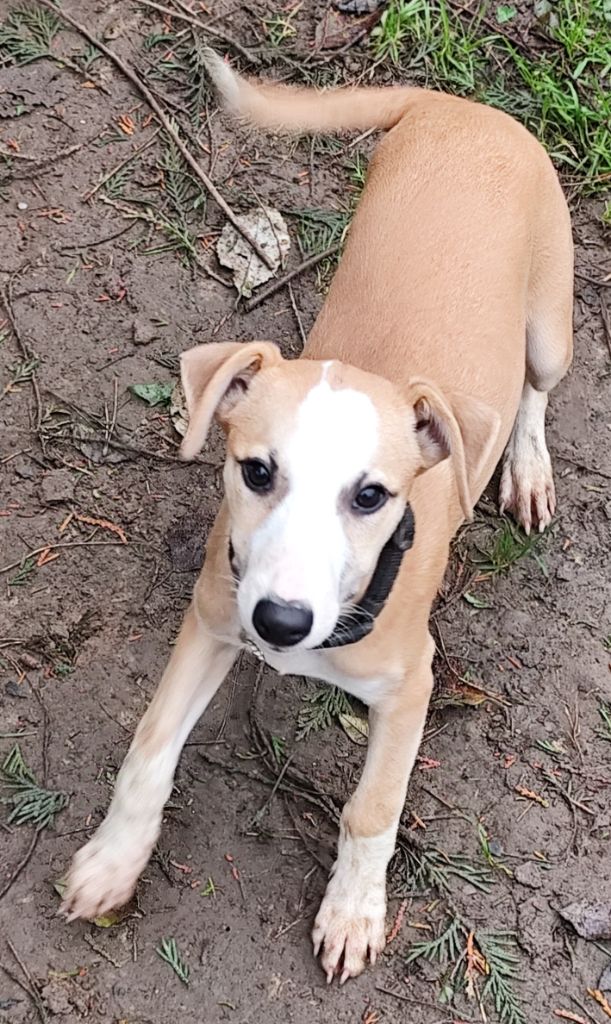 Des Vives Etoiles D’Argent - Chiot disponible  - Whippet