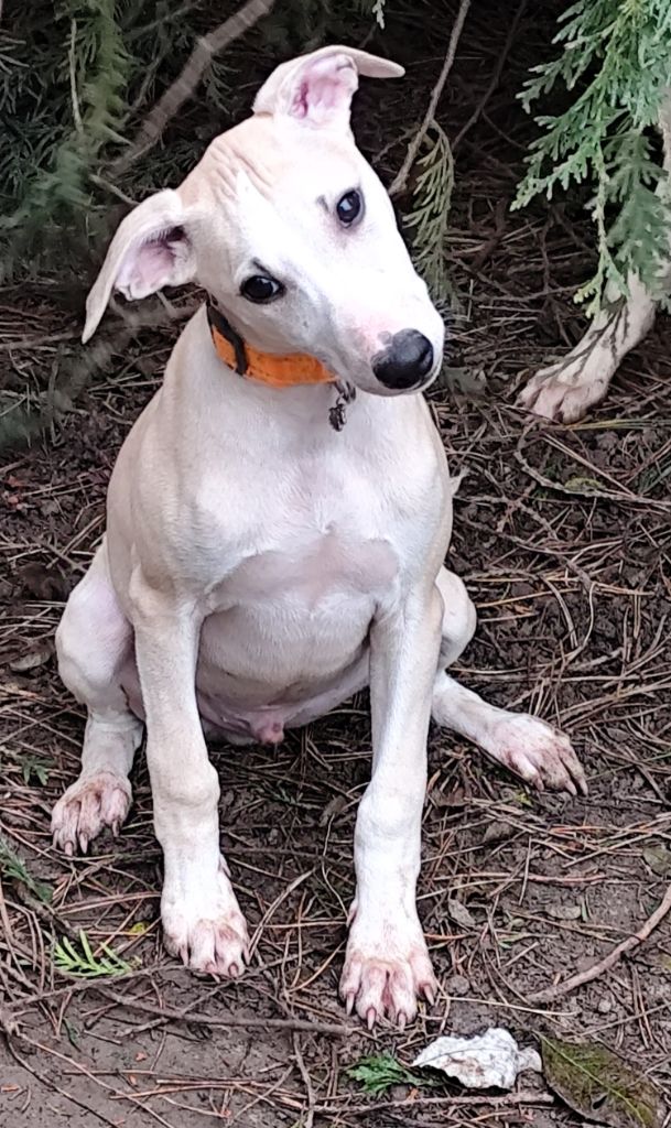 Des Vives Etoiles D’Argent - Chiot disponible  - Whippet