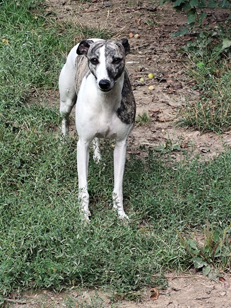 Tapenade estivale Des Vives Etoiles D’Argent
