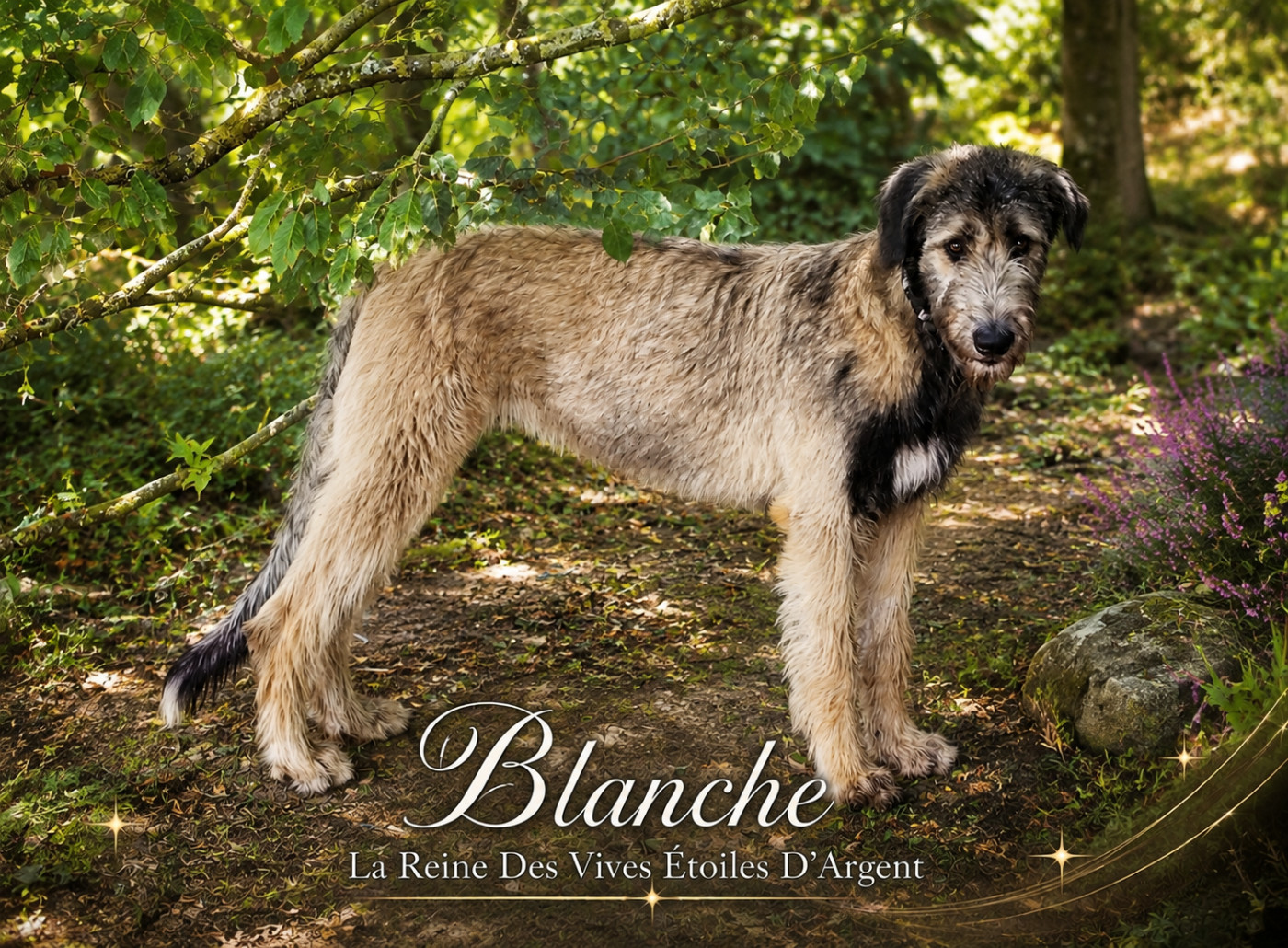 Blanche La Reine Des Vives Etoiles D’Argent