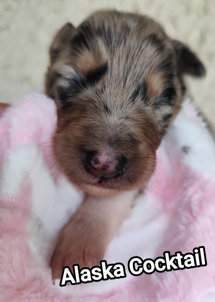 Des Vives Etoiles D’Argent - Chiots disponibles - Border Collie