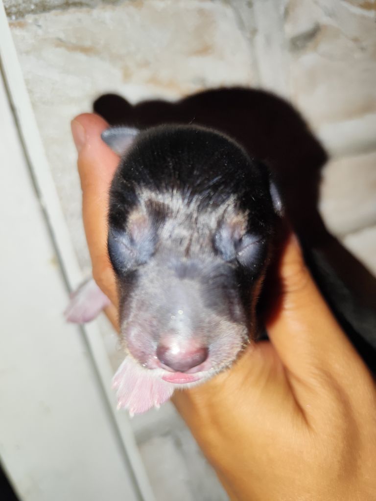 Des Vives Etoiles D’Argent - Chiots disponibles - Border Collie