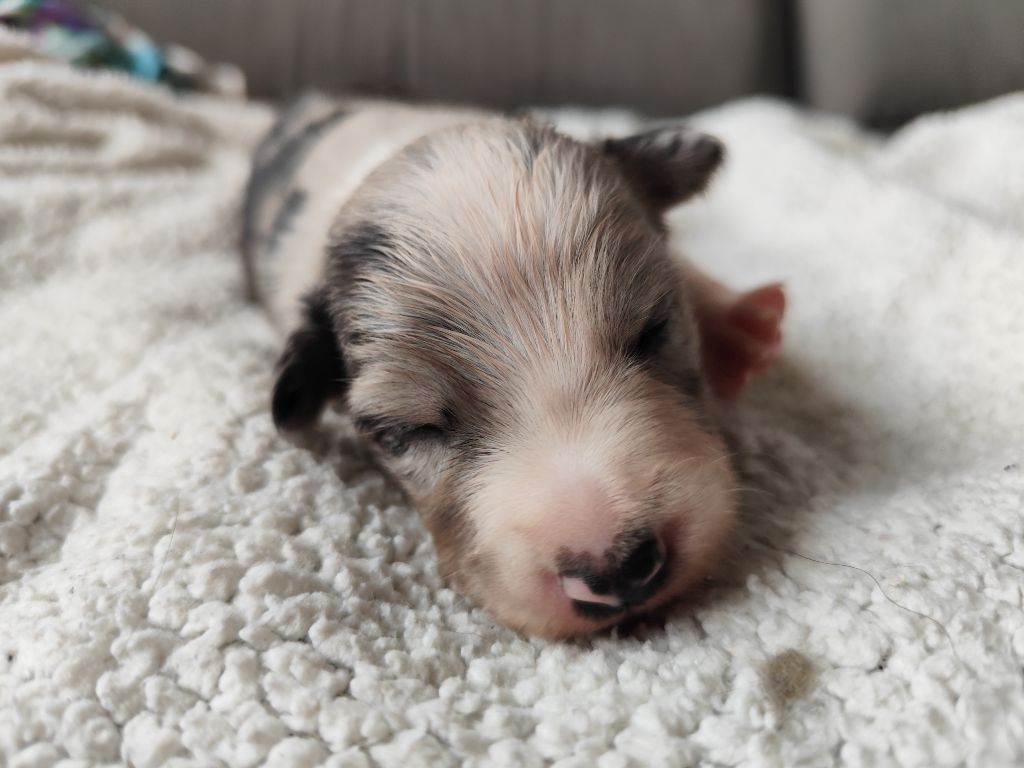 Des Vives Etoiles D’Argent - Chiots disponibles - Border Collie