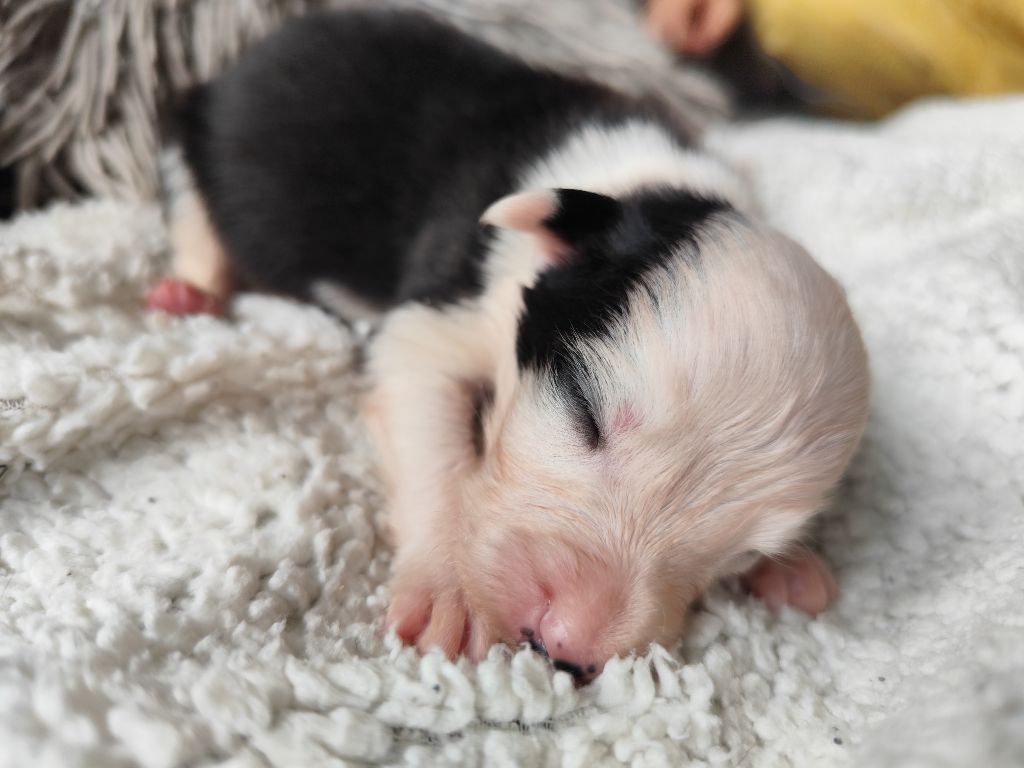 Des Vives Etoiles D’Argent - Chiots disponibles - Border Collie