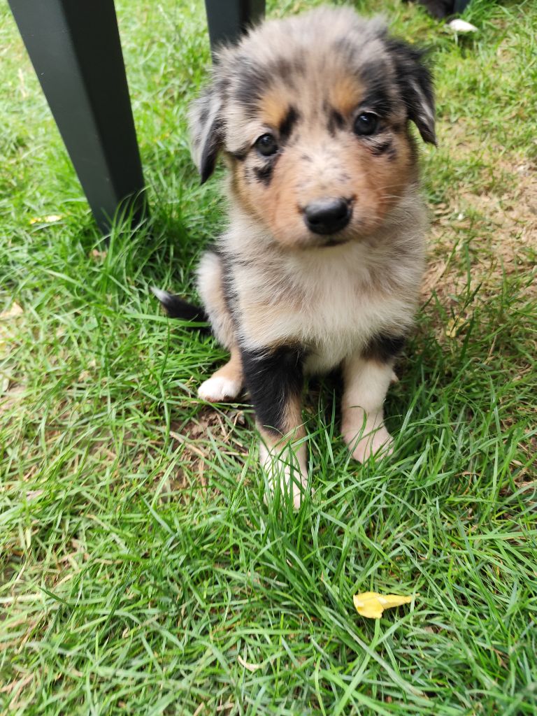 Des Vives Etoiles D’Argent - Chiots disponibles - Border Collie