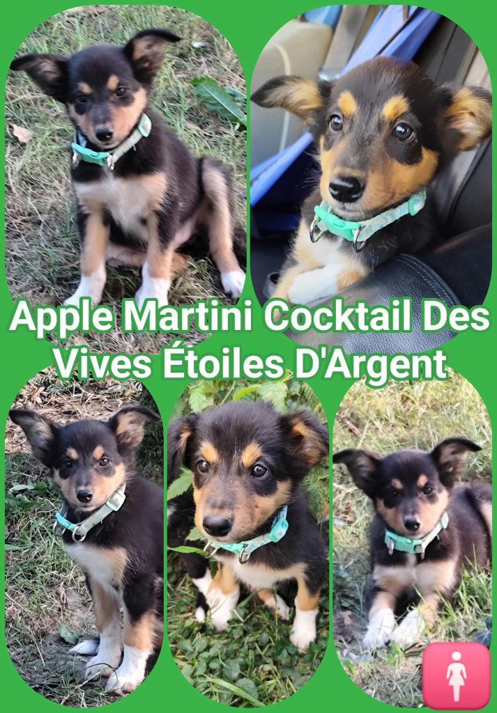Des Vives Etoiles D’Argent - Chiots disponibles - Border Collie