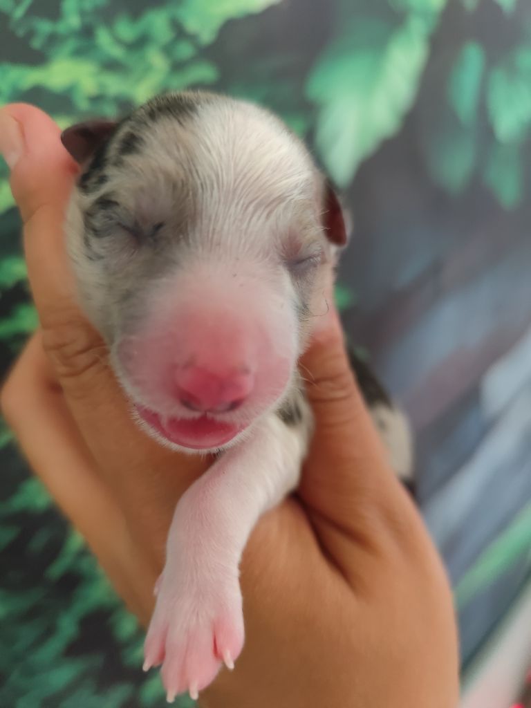 Des Vives Etoiles D’Argent - Chiots disponibles - Border Collie