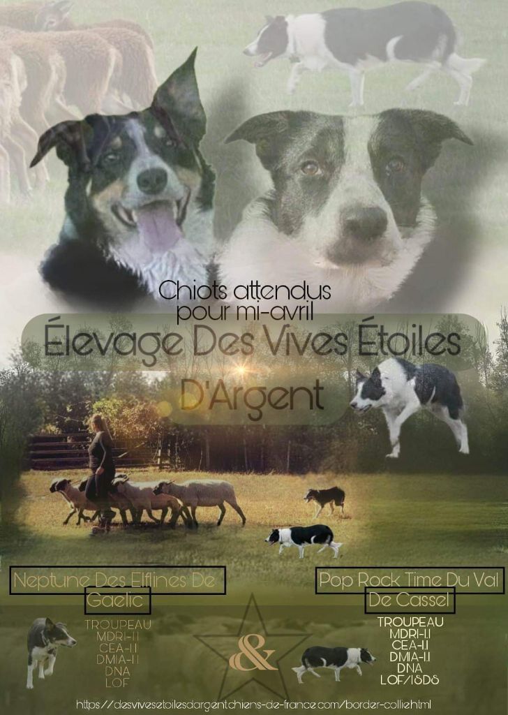 Des Vives Etoiles D’Argent - Border Collie - Portée née le 25/04/2023