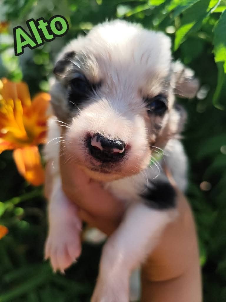 Des Vives Etoiles D’Argent - Chiots disponibles - Border Collie