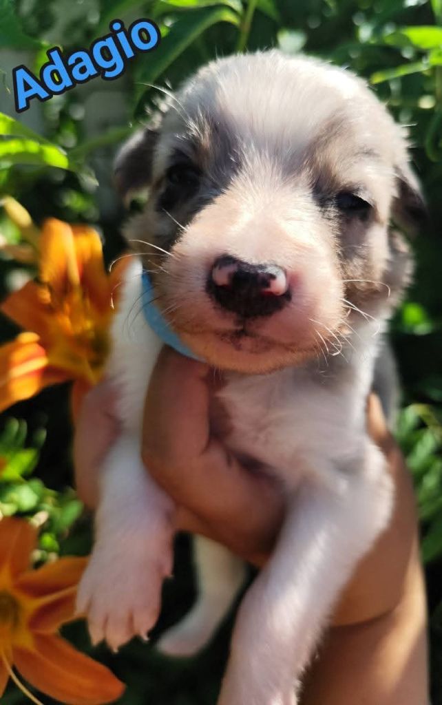 Des Vives Etoiles D’Argent - Chiots disponibles - Border Collie
