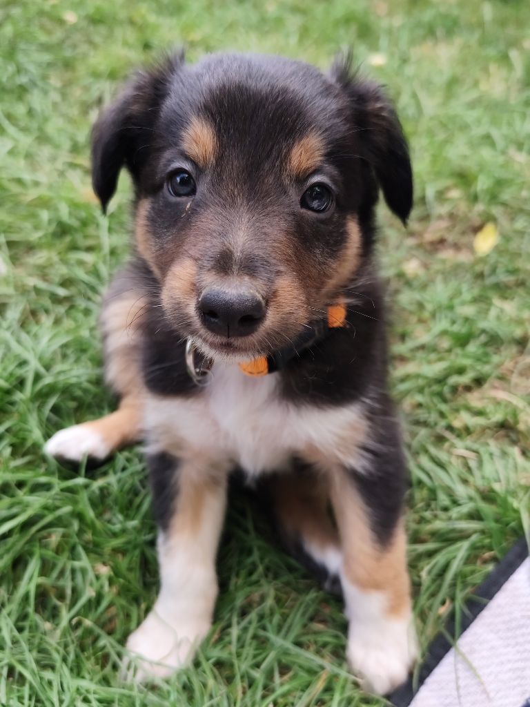 Des Vives Etoiles D’Argent - Chiots disponibles - Border Collie