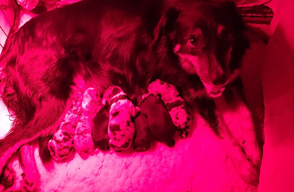 Chiot Border Collie Des Vives Etoiles D’Argent