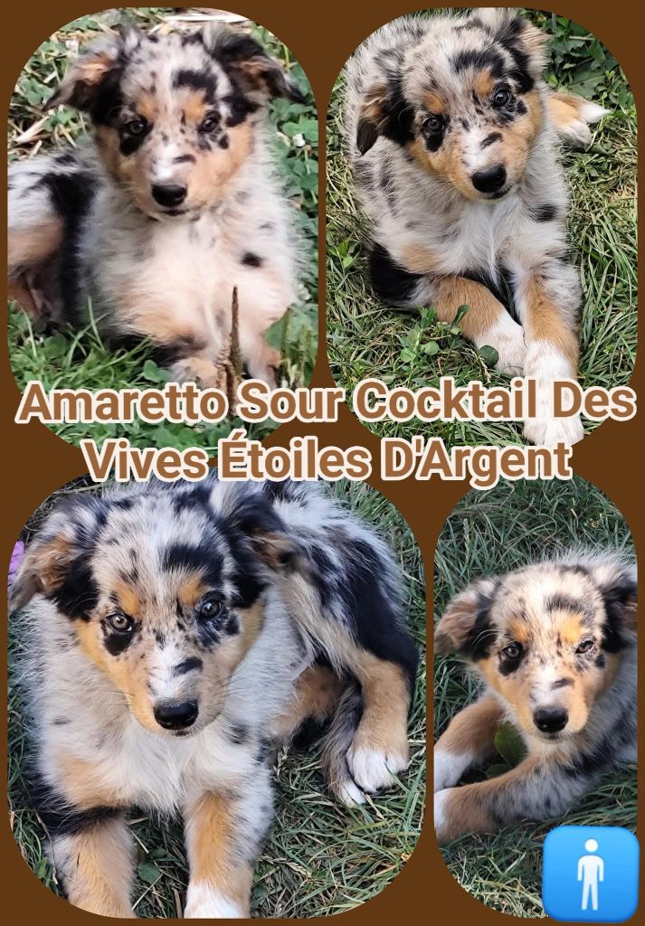 Des Vives Etoiles D’Argent - Chiots disponibles - Border Collie