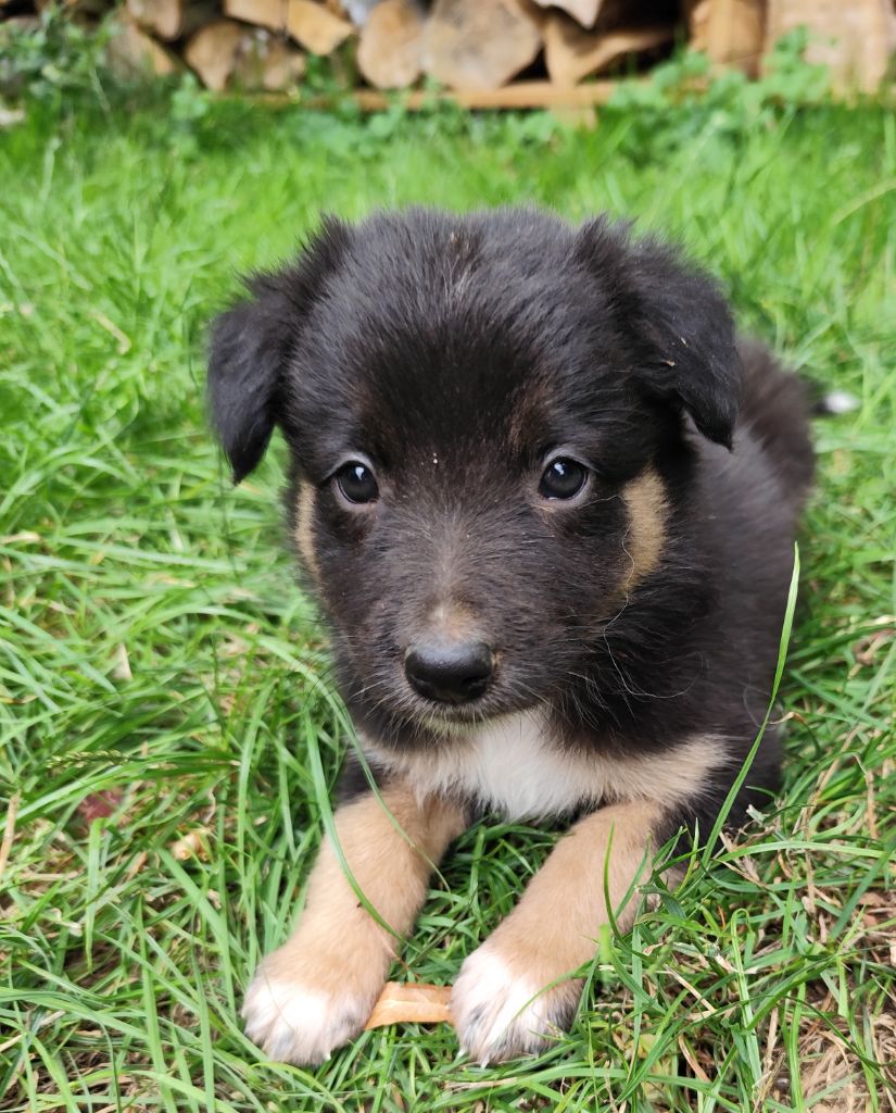 Des Vives Etoiles D’Argent - Chiots disponibles - Border Collie