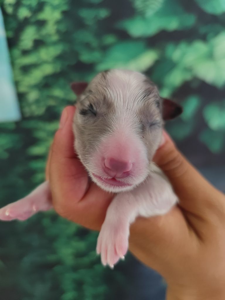 Des Vives Etoiles D’Argent - Chiots disponibles - Border Collie