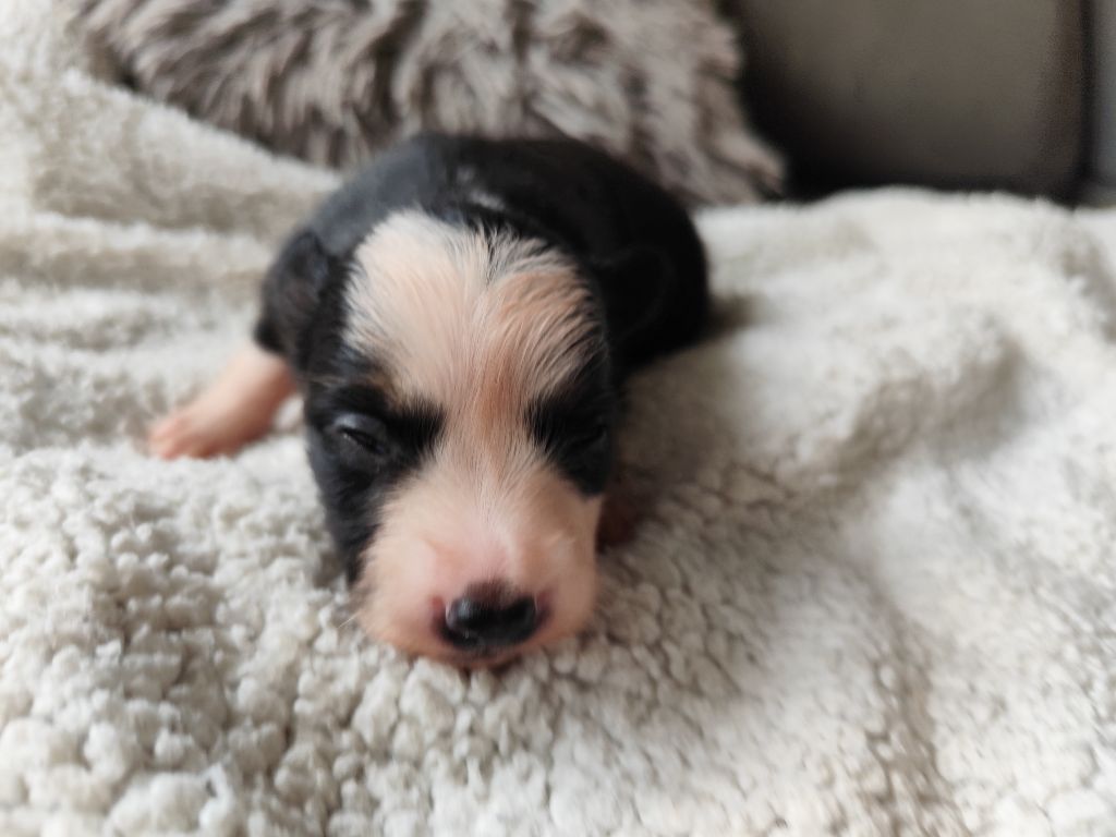 Des Vives Etoiles D’Argent - Chiots disponibles - Border Collie