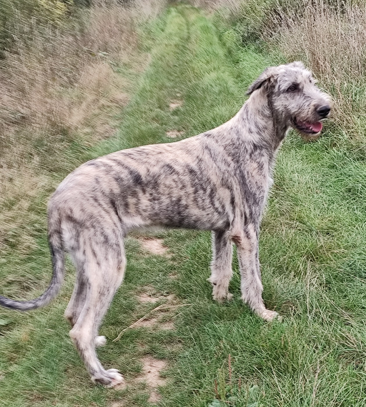 Des Vives Etoiles D’Argent - Chiots disponibles - Levrier Irlandais