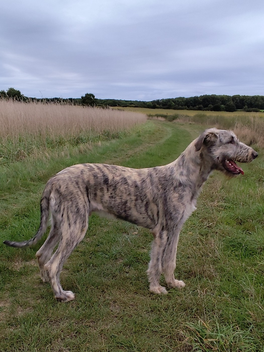 Chiot Levrier Irlandais Des Vives Etoiles D’Argent