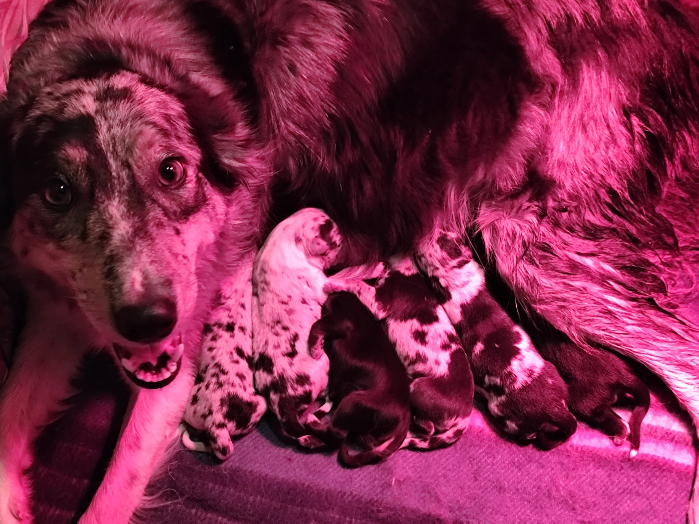 Chiot Border Collie Des Vives Etoiles D’Argent