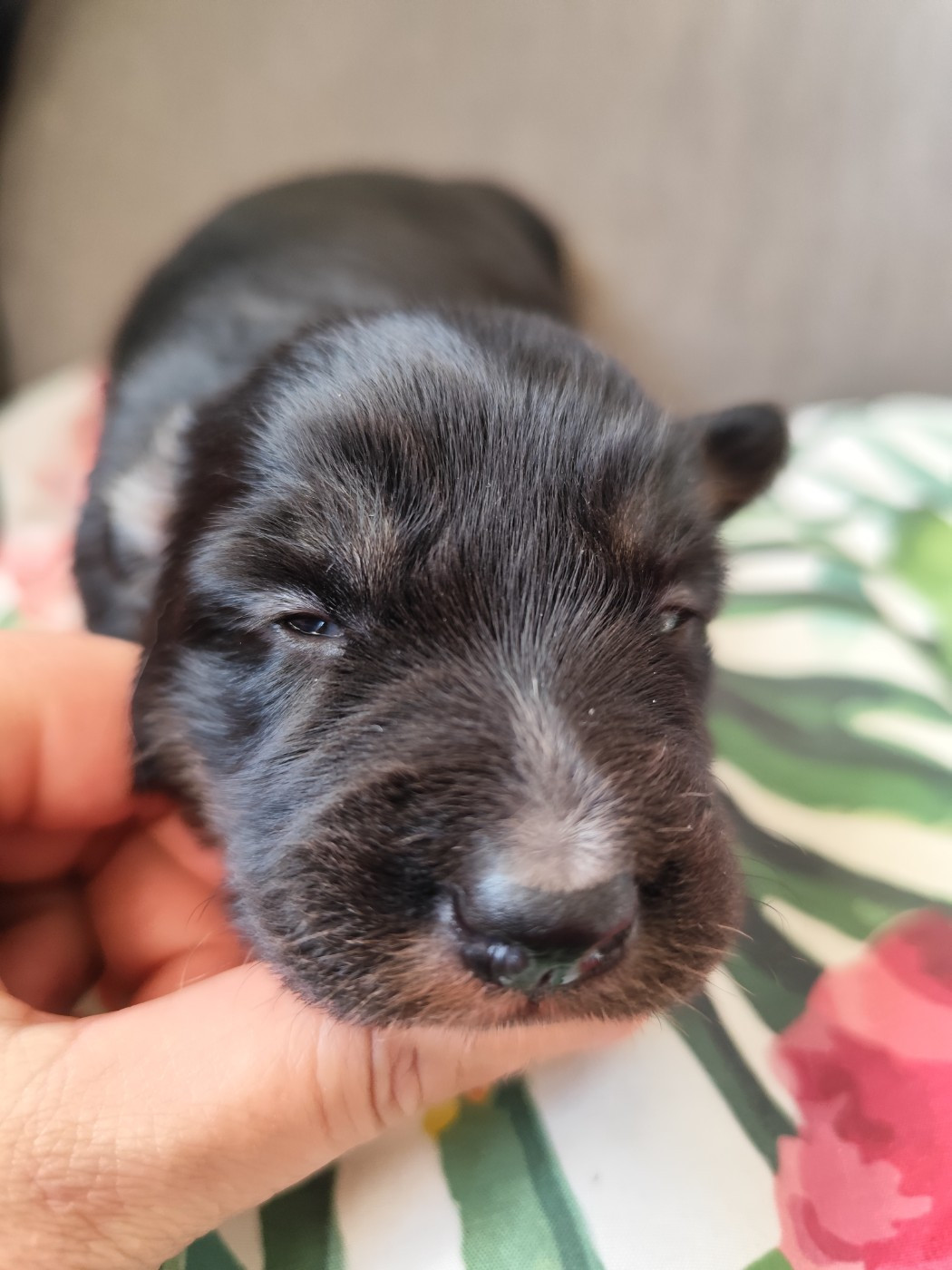 Des Vives Etoiles D’Argent - Chiots disponibles - Border Collie