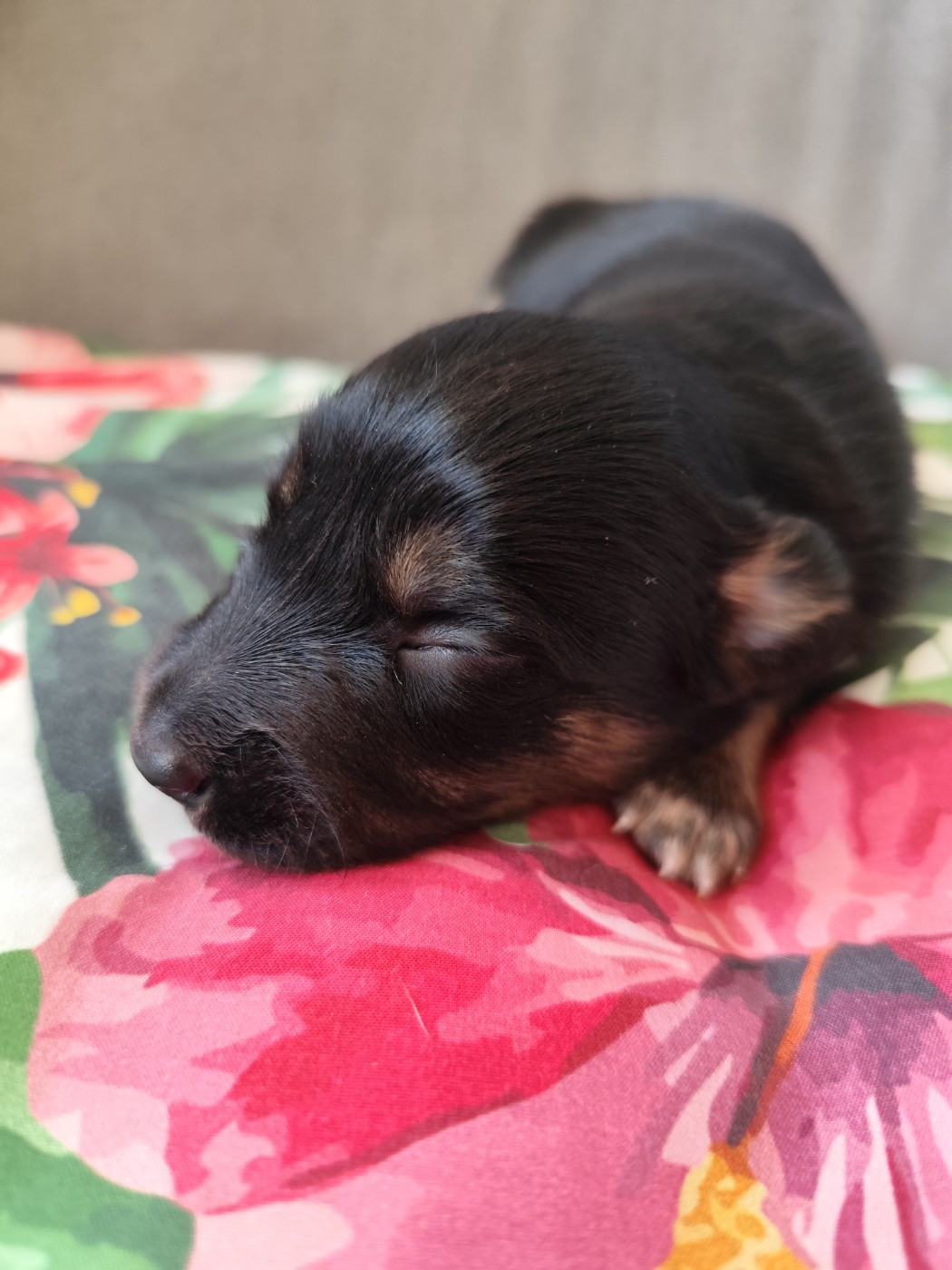 Des Vives Etoiles D’Argent - Chiots disponibles - Border Collie