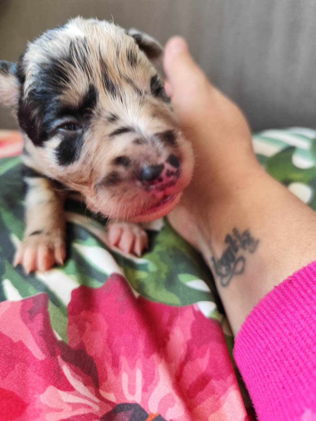 Des Vives Etoiles D’Argent - Chiots disponibles - Border Collie