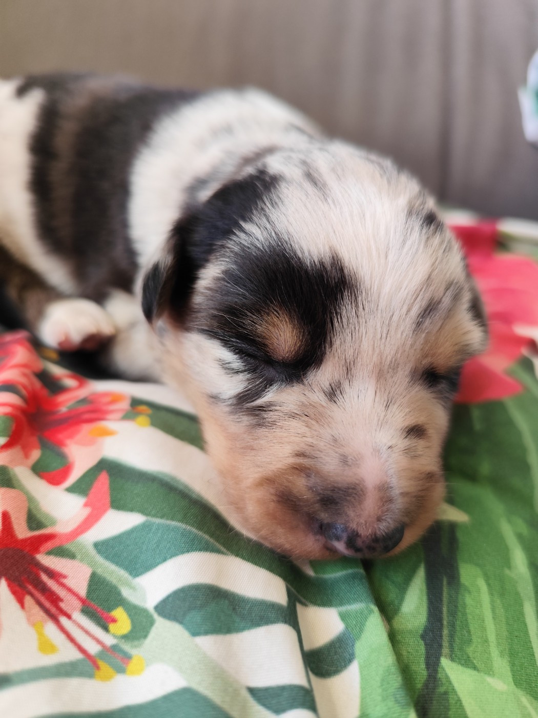 Des Vives Etoiles D’Argent - Chiots disponibles - Border Collie