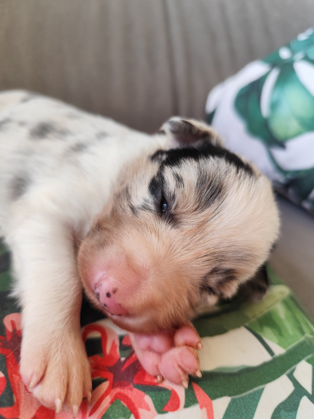 Des Vives Etoiles D’Argent - Chiots disponibles - Border Collie