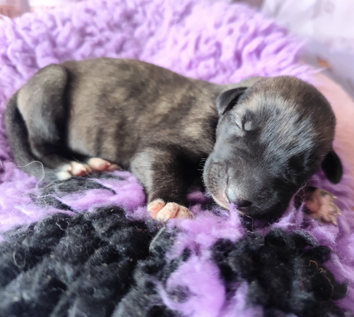 Des Vives Etoiles D’Argent - Chiots disponibles - Levrier Irlandais