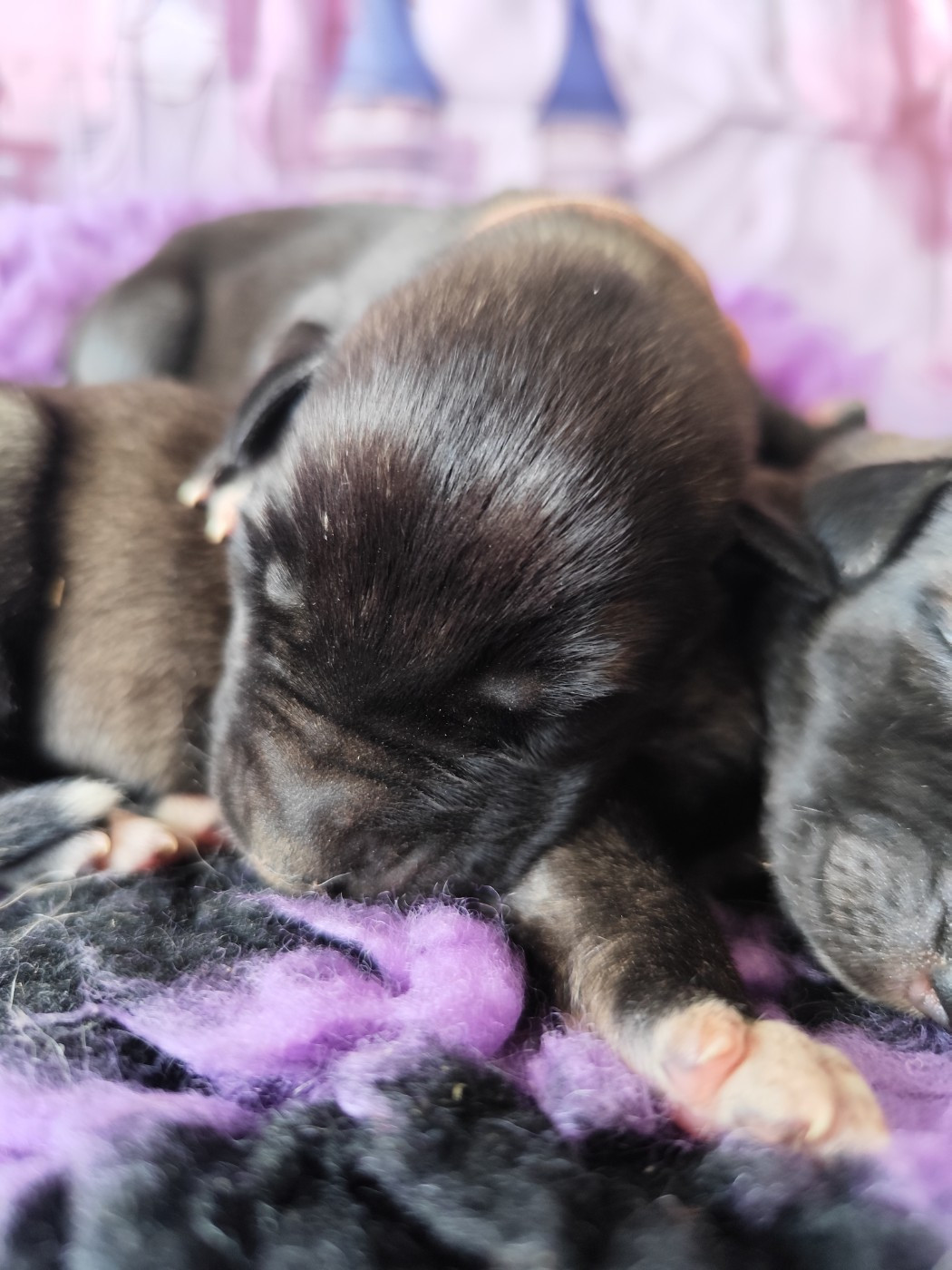 Des Vives Etoiles D’Argent - Chiots disponibles - Levrier Irlandais