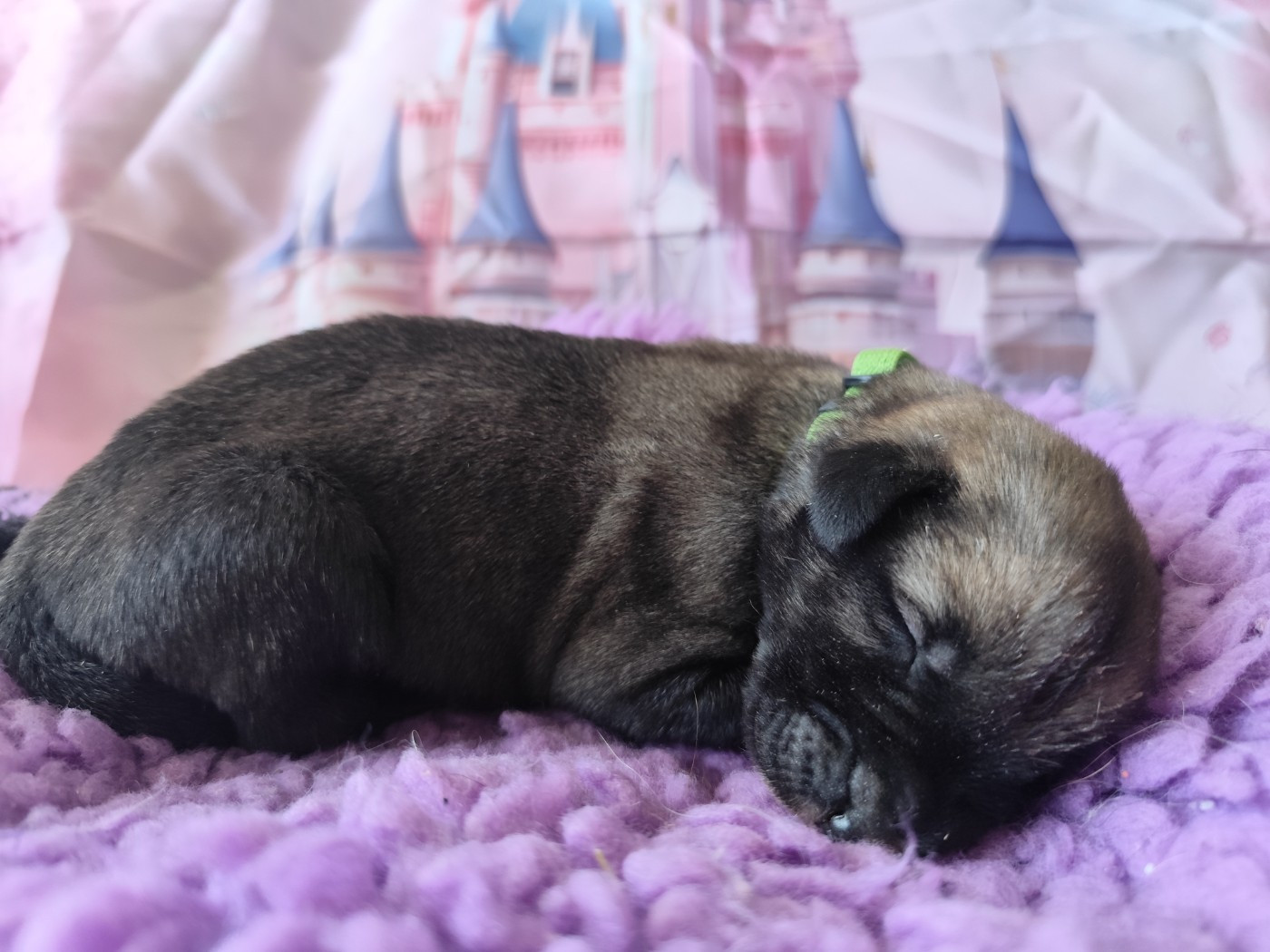 Des Vives Etoiles D’Argent - Chiots disponibles - Levrier Irlandais