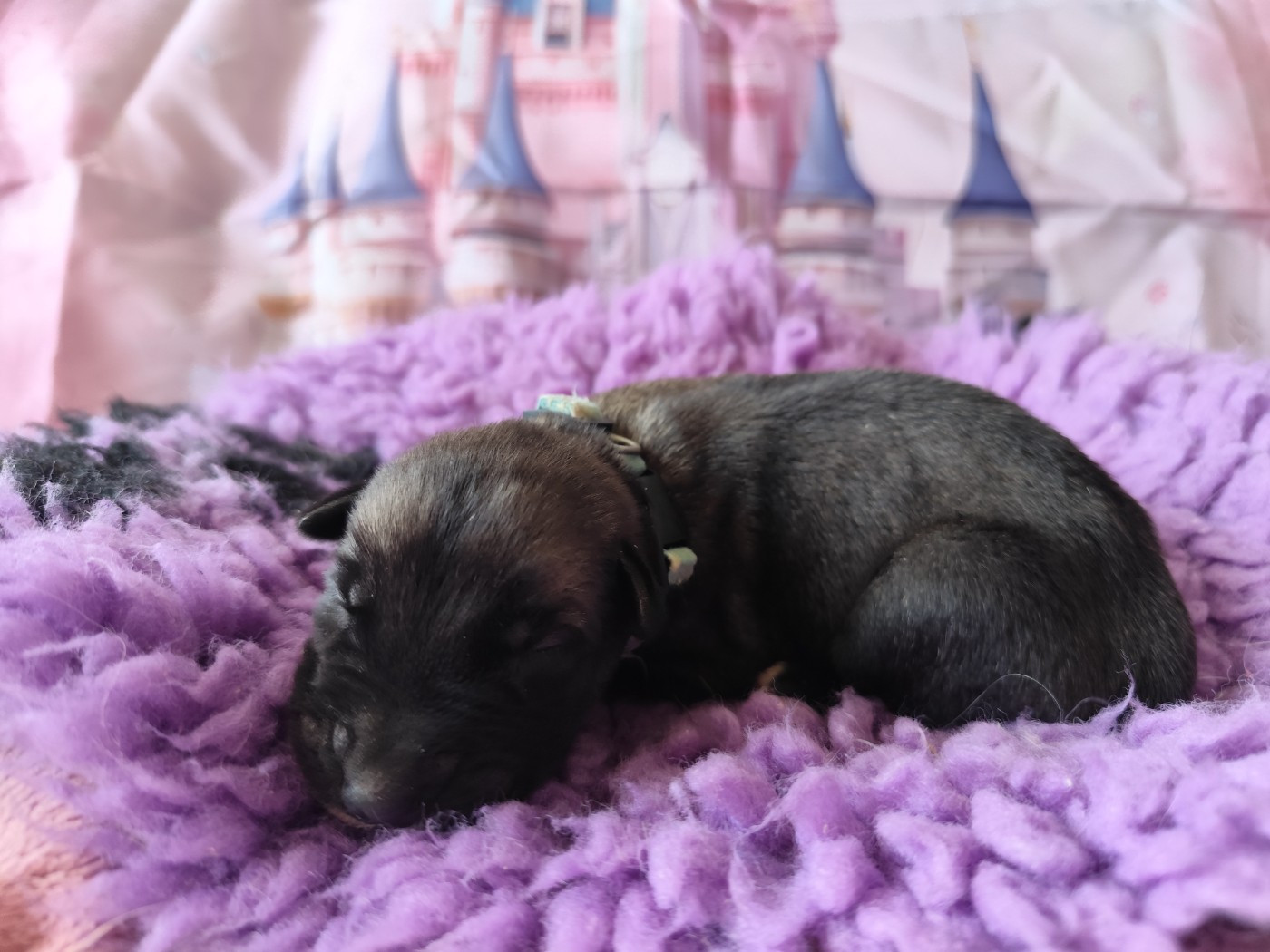 Des Vives Etoiles D’Argent - Chiots disponibles - Levrier Irlandais