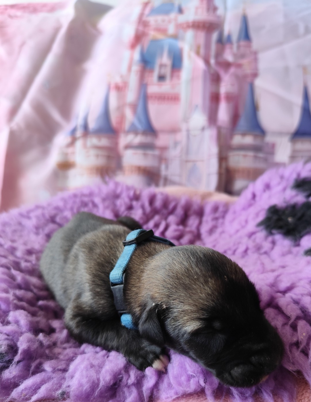 Des Vives Etoiles D’Argent - Chiots disponibles - Levrier Irlandais