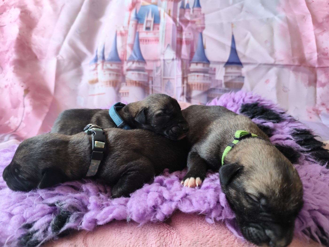 Chiot Levrier Irlandais Des Vives Etoiles D’Argent