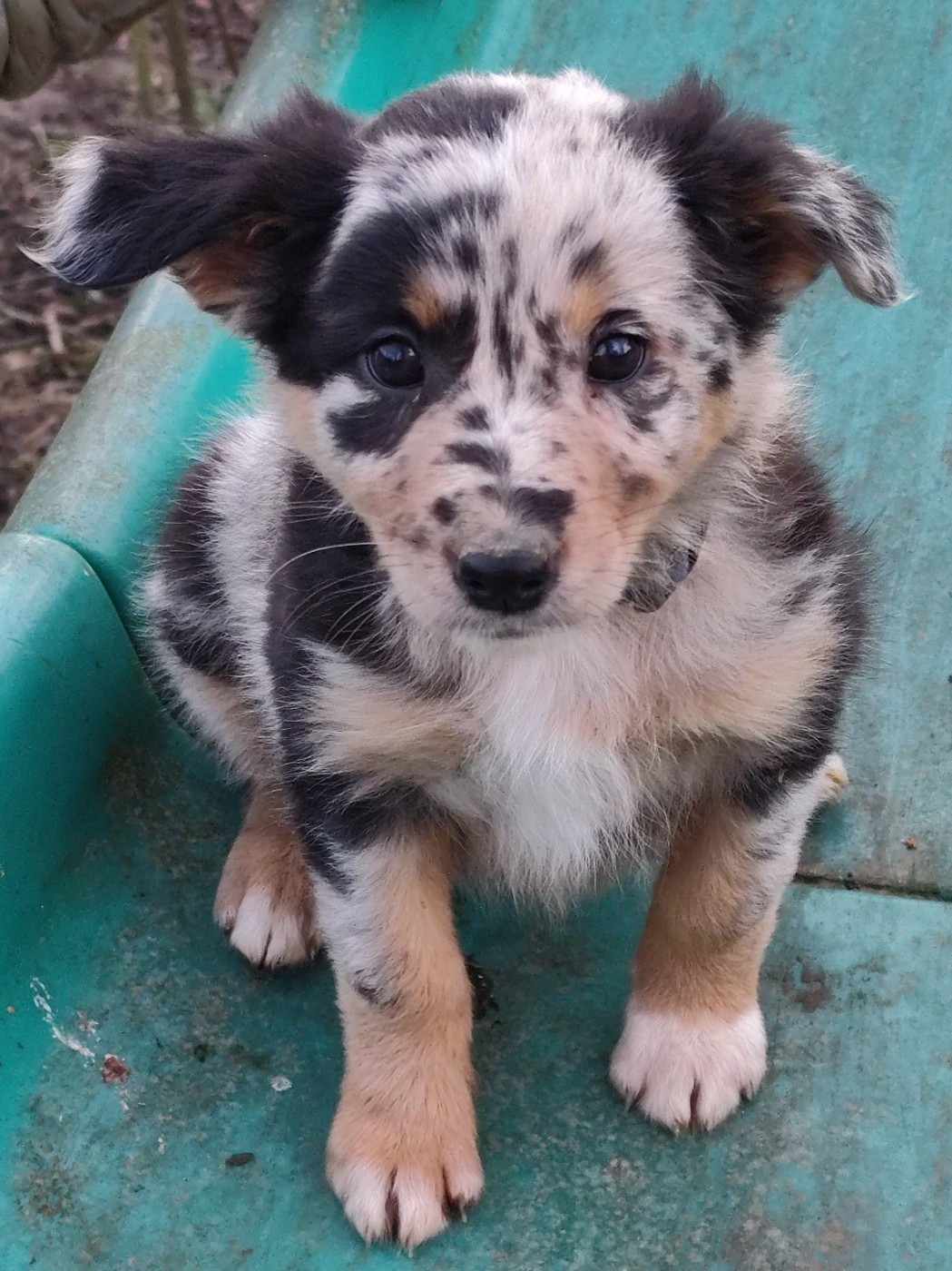 Des Vives Etoiles D’Argent - Chiots disponibles - Border Collie