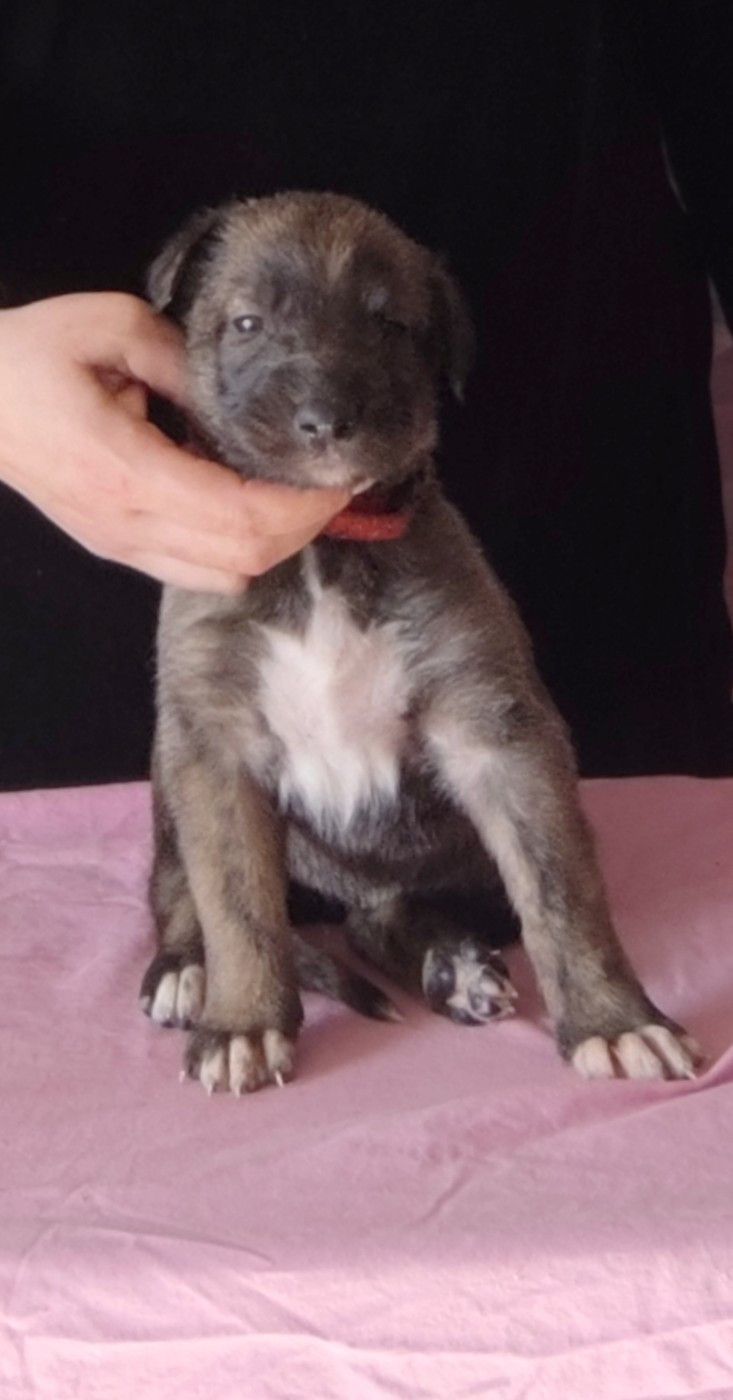 Des Vives Etoiles D’Argent - Chiots disponibles - Levrier Irlandais